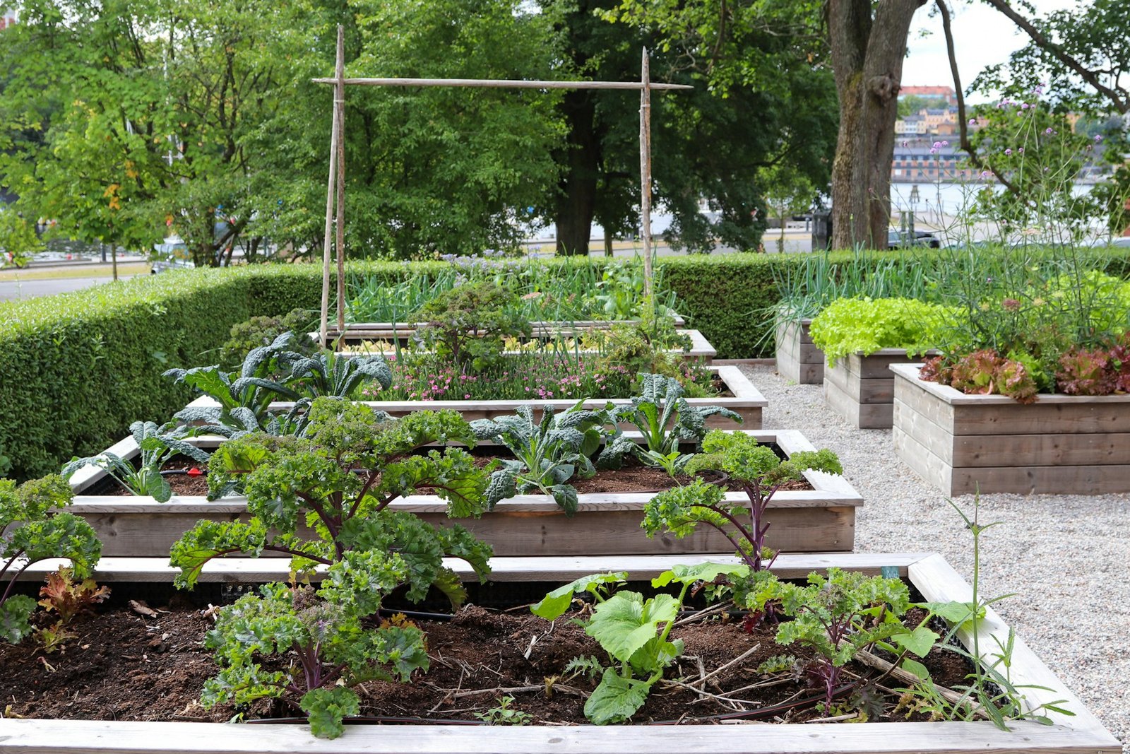 Raised garden beds with fresh soil, vegetable plants, and gravel paths