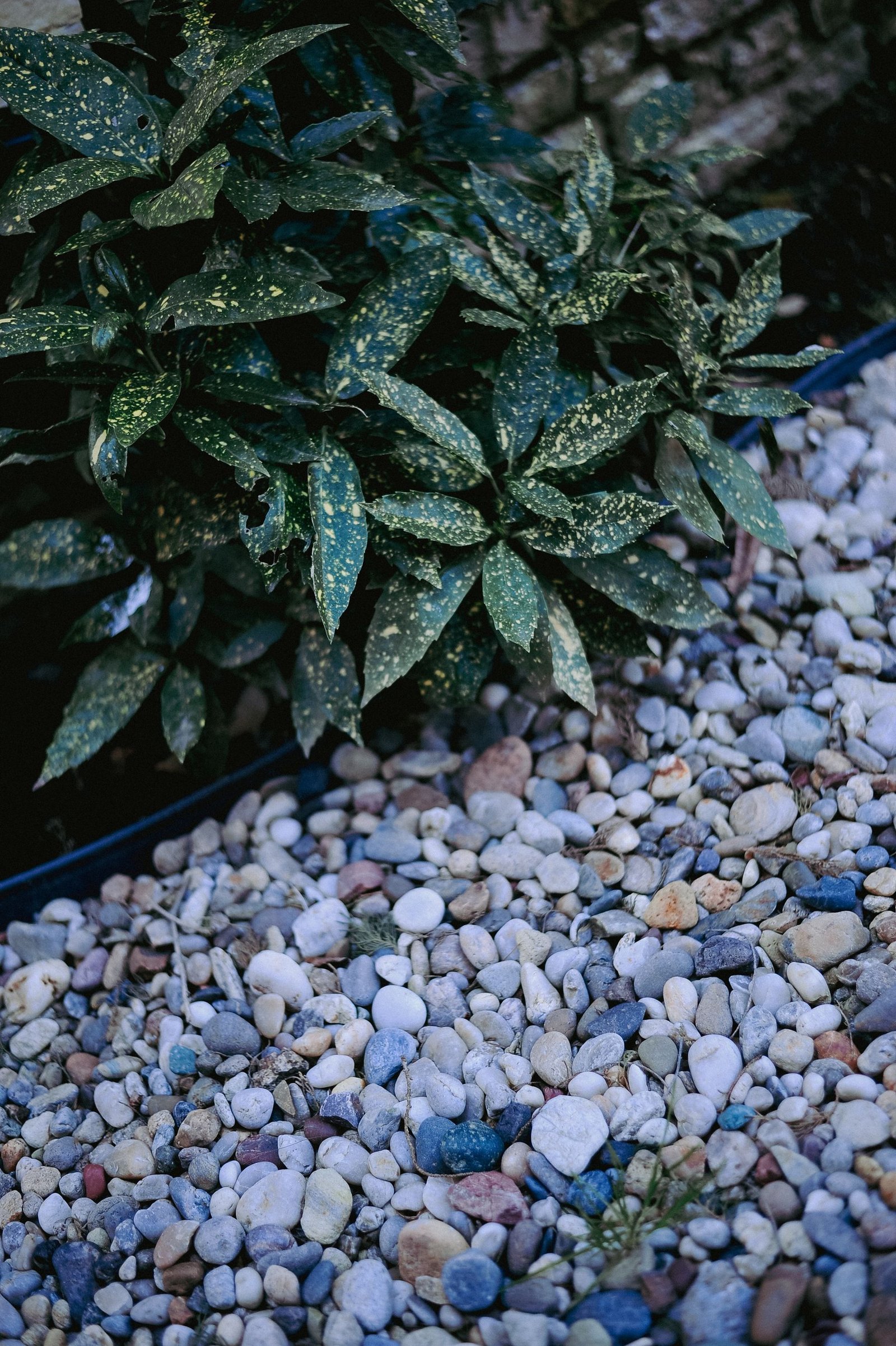 Decorative river rock bed with clean steel edging beside a planting